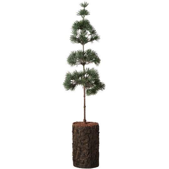 ZEDERNBAUM auf Rindenfuß ☆ ca. 60 cm Weihnachtsbaum Kunstpflanze erhältlich bei www.luiseundfritz.de