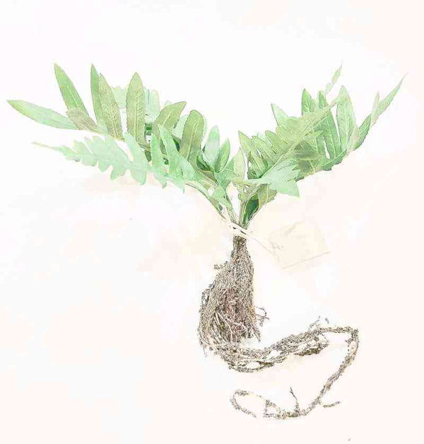 Lene Bjerre - Lene Bjerre Kunstpflanze Farn mit Wurzel SALE 8,90 € | 11x26 cm  kaufen bei luiseundfritz.de